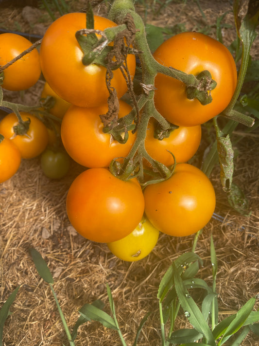 Yellow Scottland Slicer Tomato