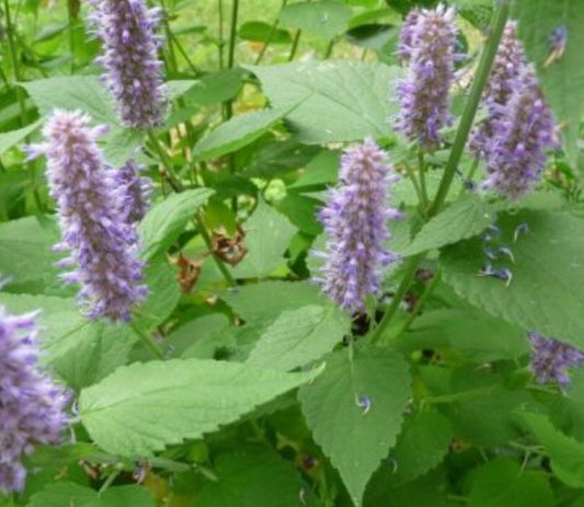 Korean Licorice Mint