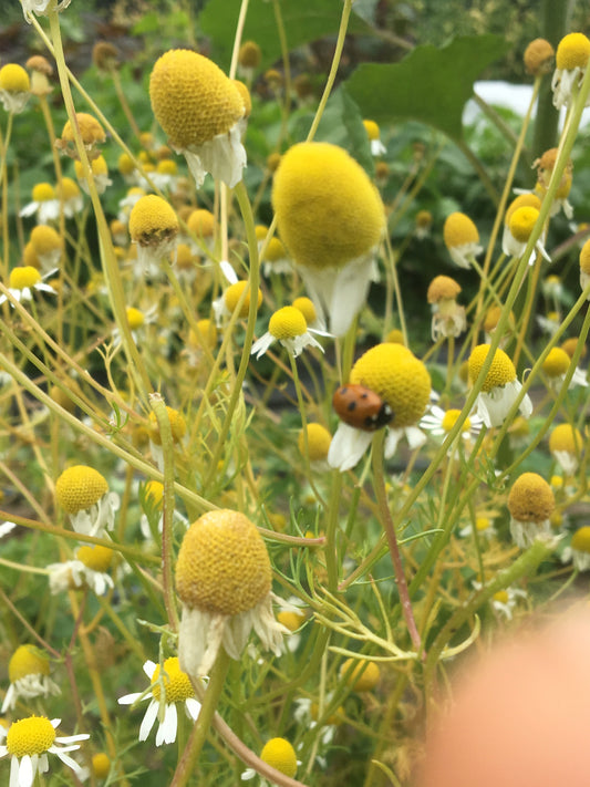 German Chamomile