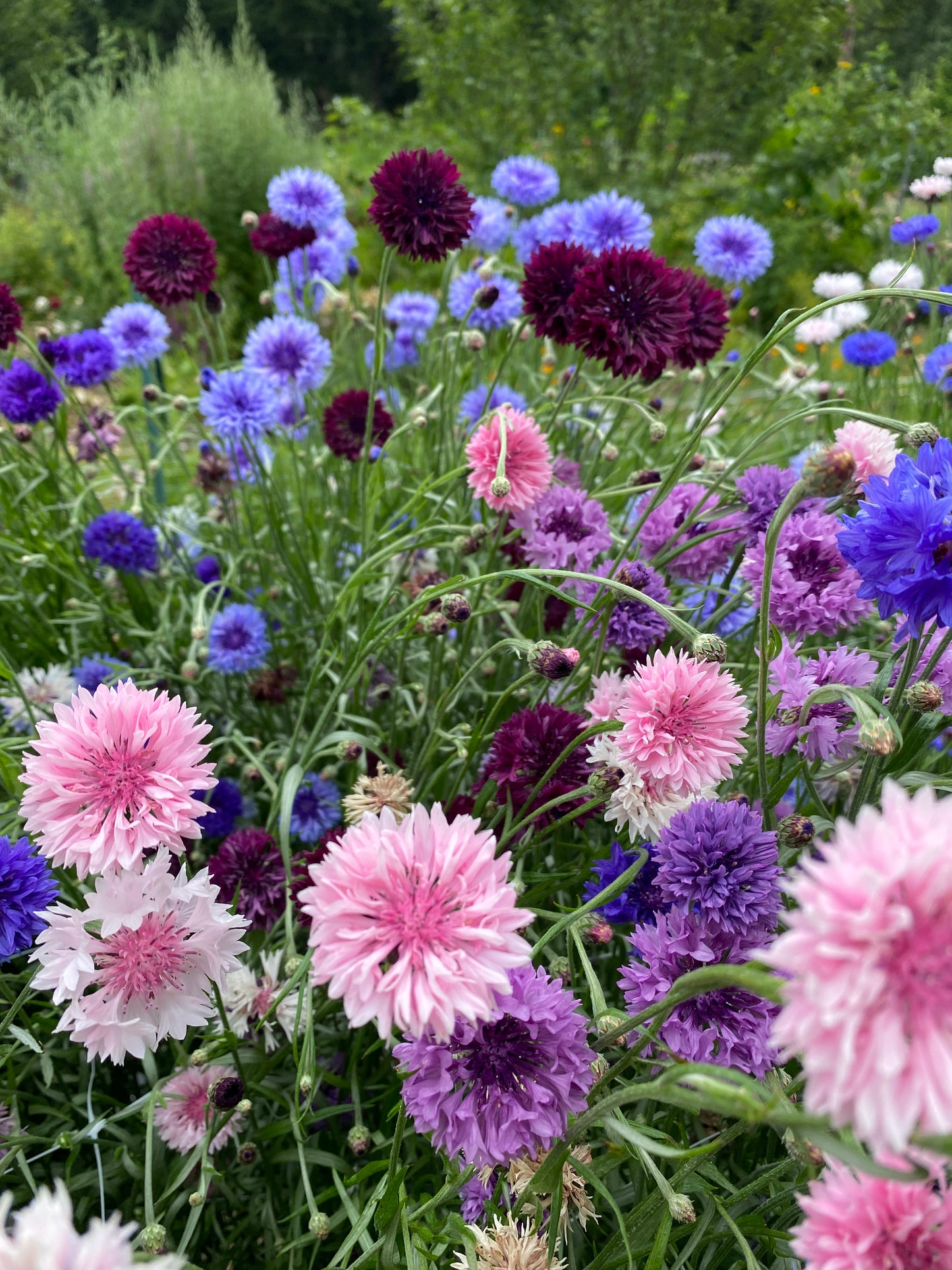 Spring Sown Pollinator Attractor Mix