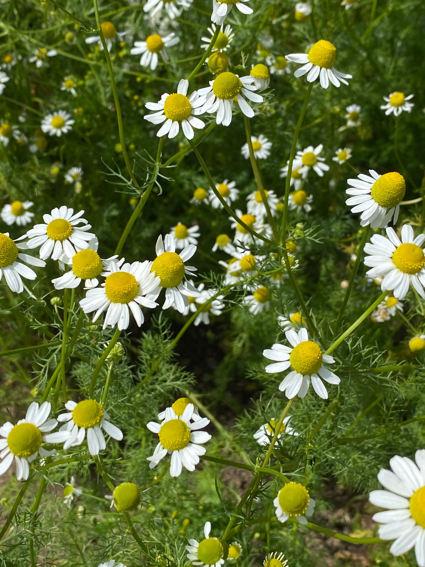 German Chamomile