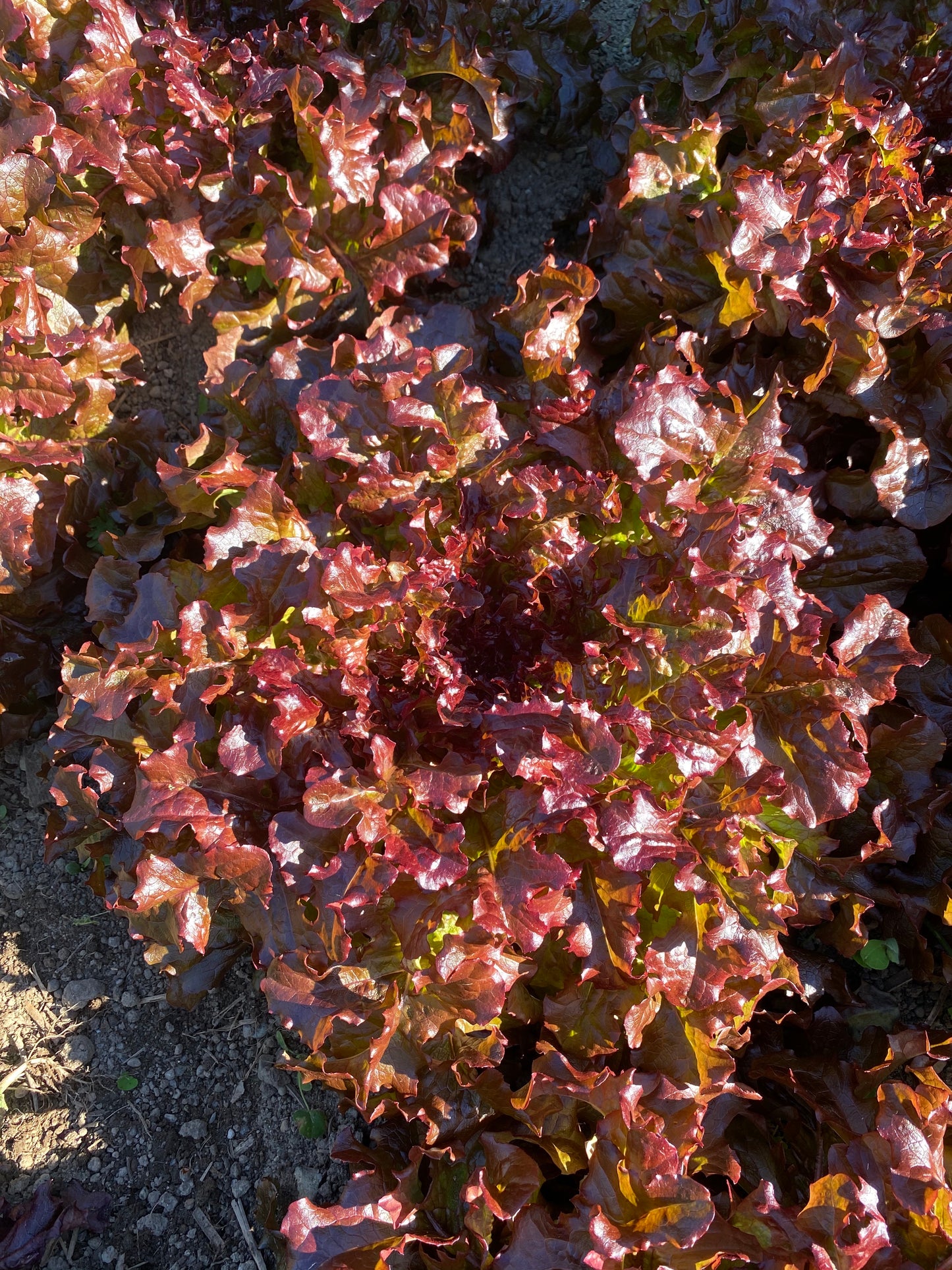 Mascara Leaf Lettuce