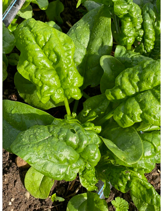 Abundant Bloomsdale Spinach