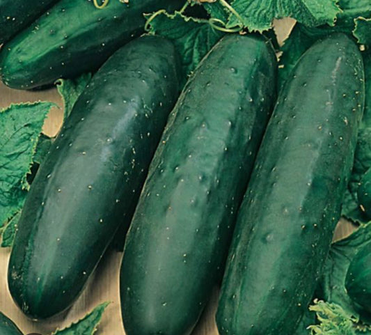 Marketmore Cucumber