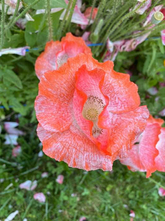 Love Cloud Shirley Poppy