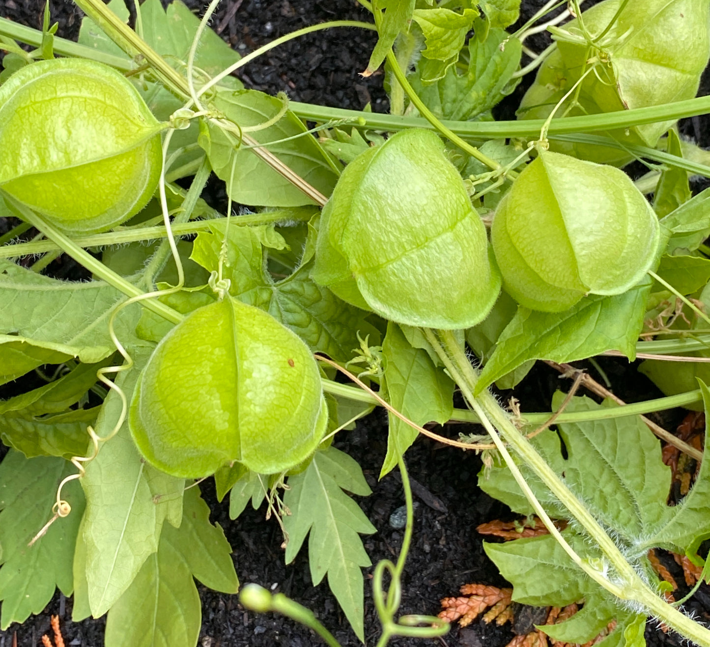 Balloon Vine