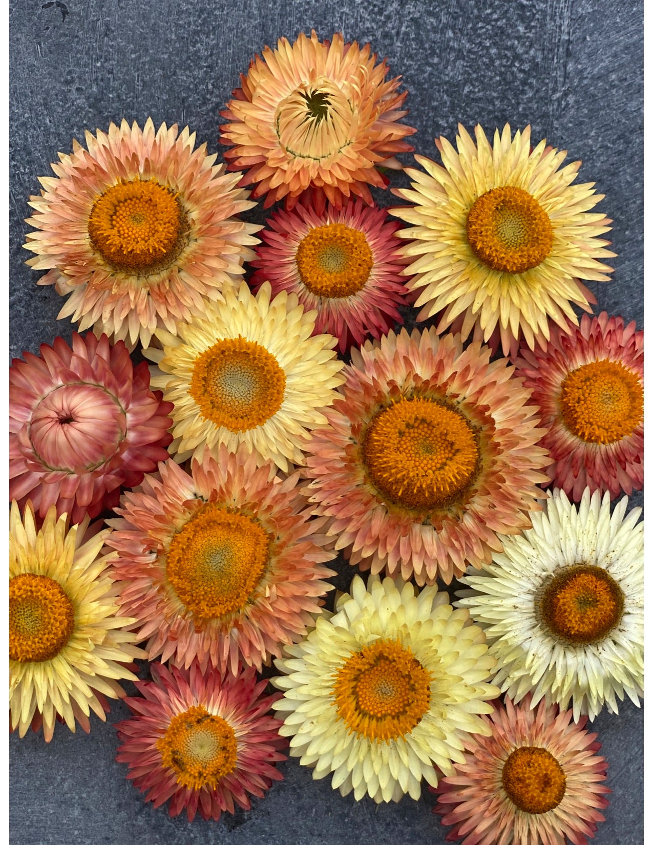 Apricot Mix Strawflower