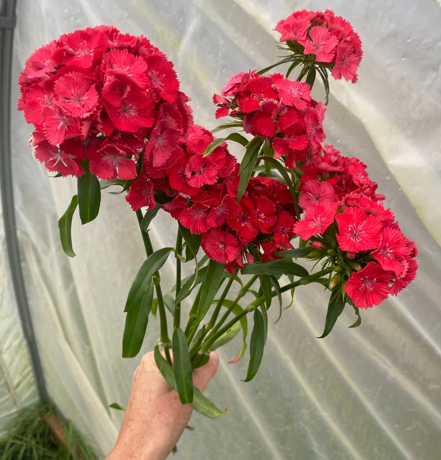 Coral Sweet William