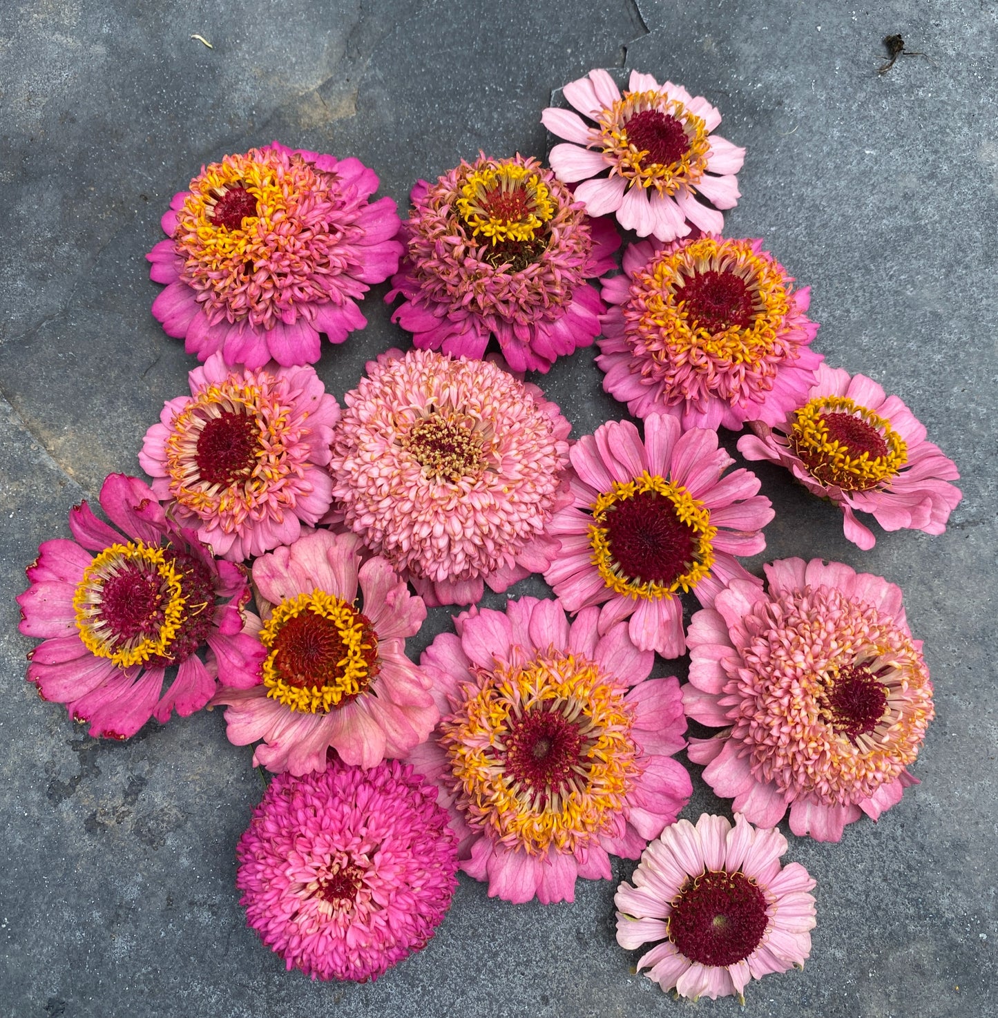 Rosy Pink Blush Zinnia Mix