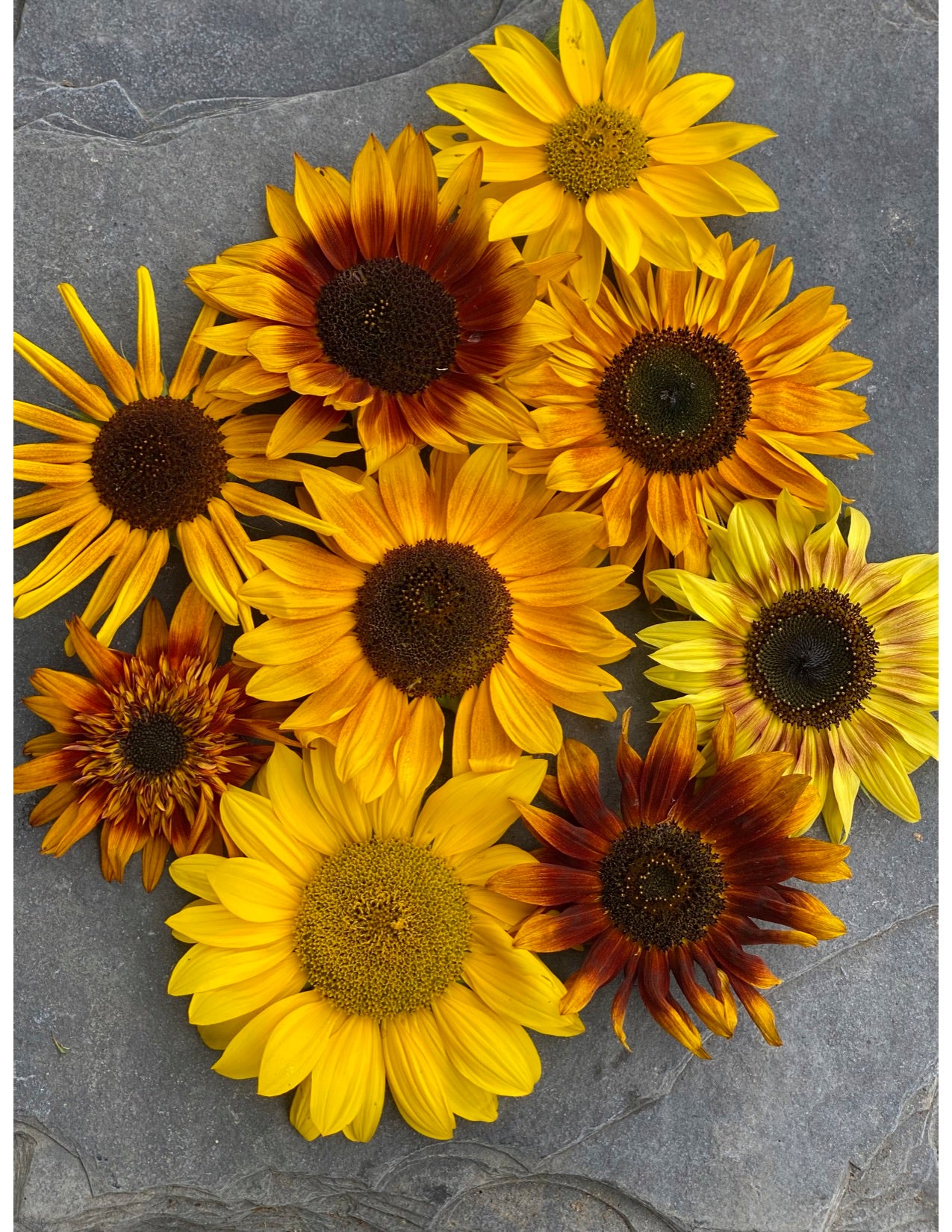 Wild Dreams Sunflower mix