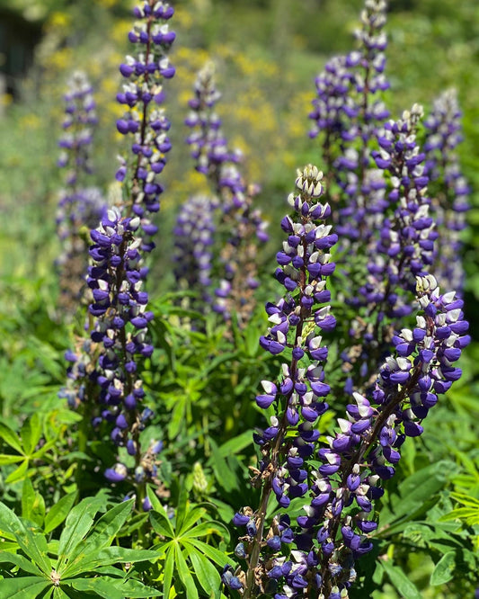 Lupine