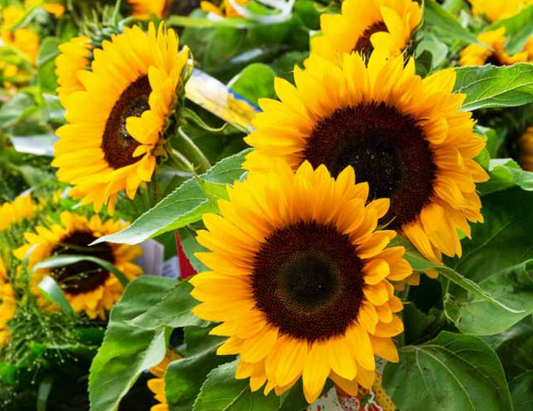 Taiyo Sunflower