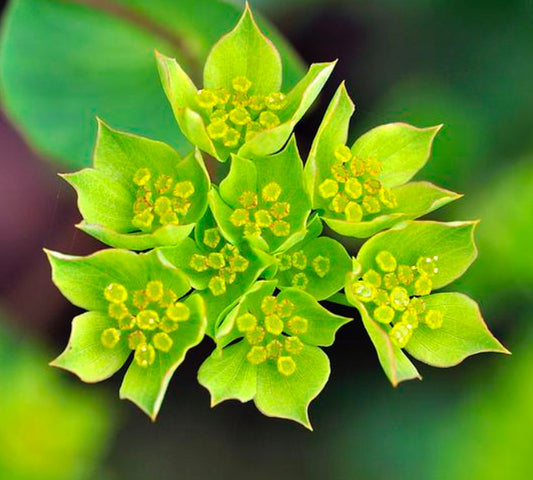 Green Gold Bupleurum