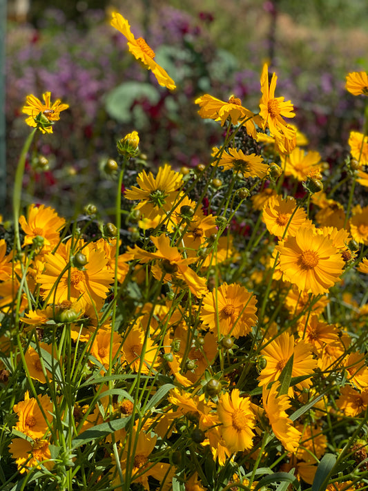 Lance Leafed Coreopsis
