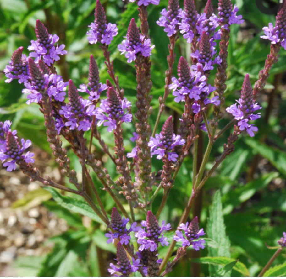 Blue Vervain