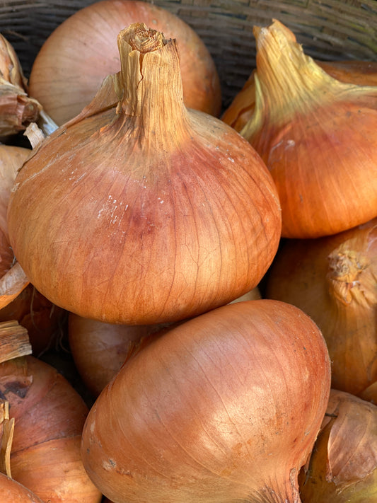 Buan Onion