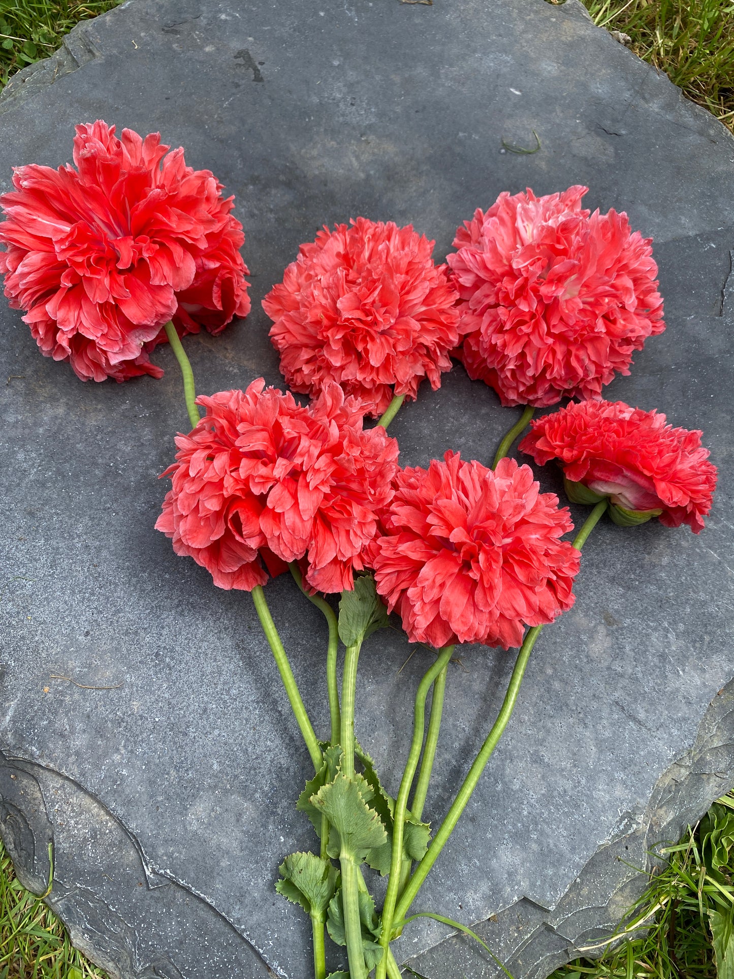 Frosted Salmon Peony Poppy