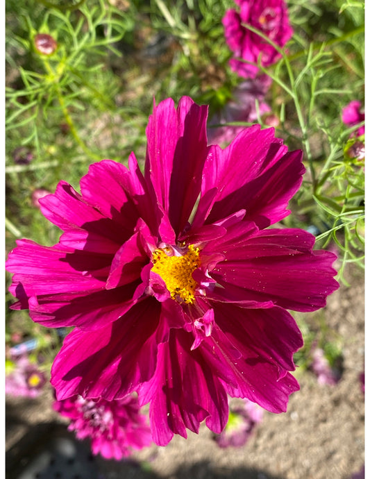 Double Click Mix Cosmos