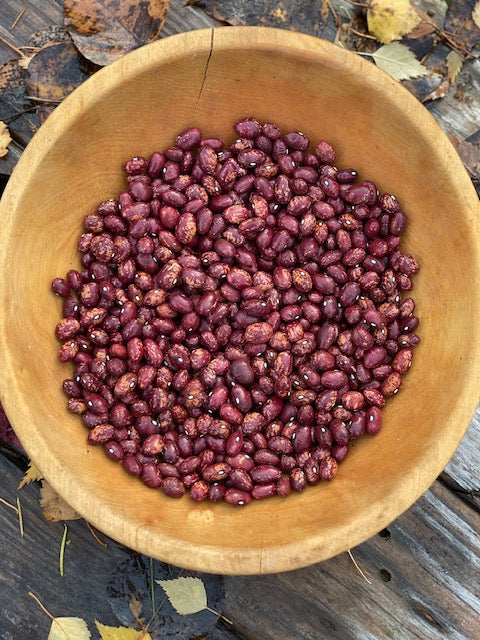 Whipple Bush Dry Bean