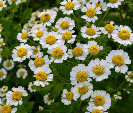 Feverfew
