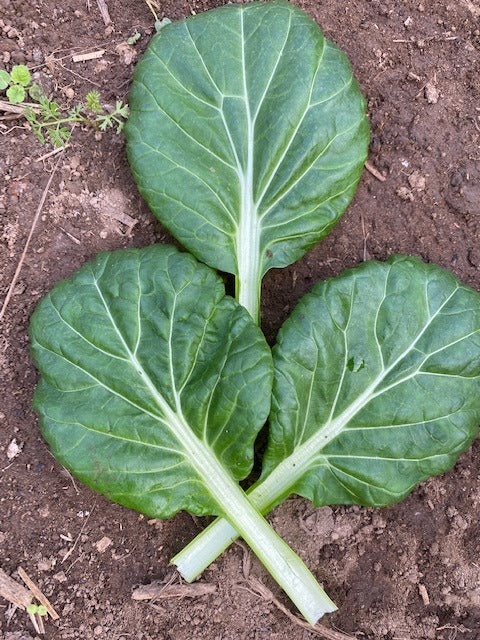 Tatsoi
