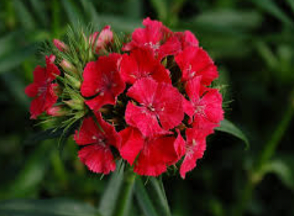 Coral Sweet William