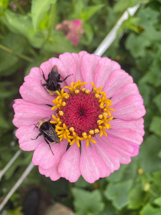 Rosy Pink Blush Zinnia Mix