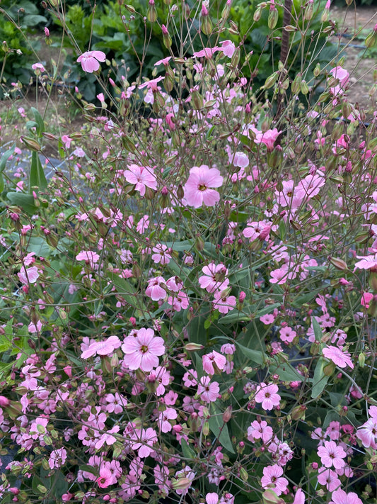 Pink Beauty Saponaria
