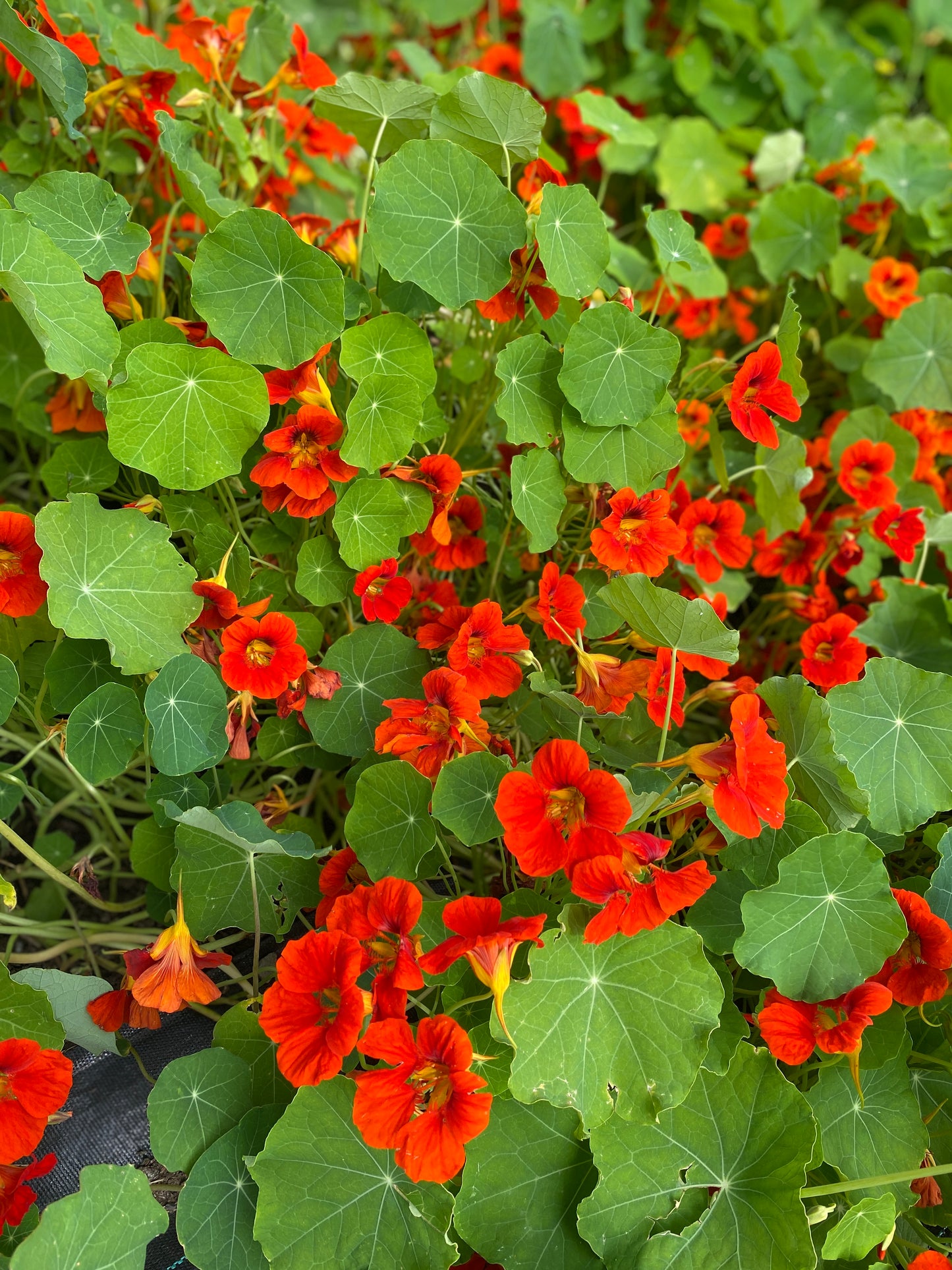 Empress of India Nasturtium