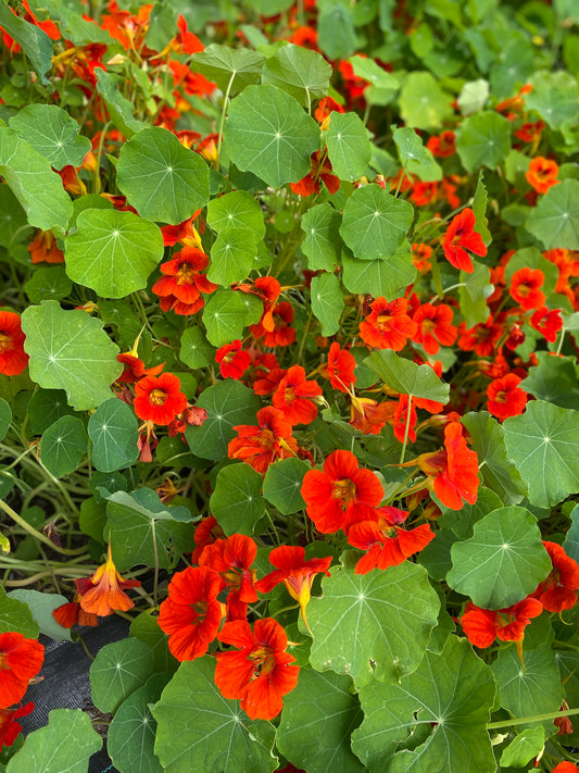 Empress of India Nasturtium