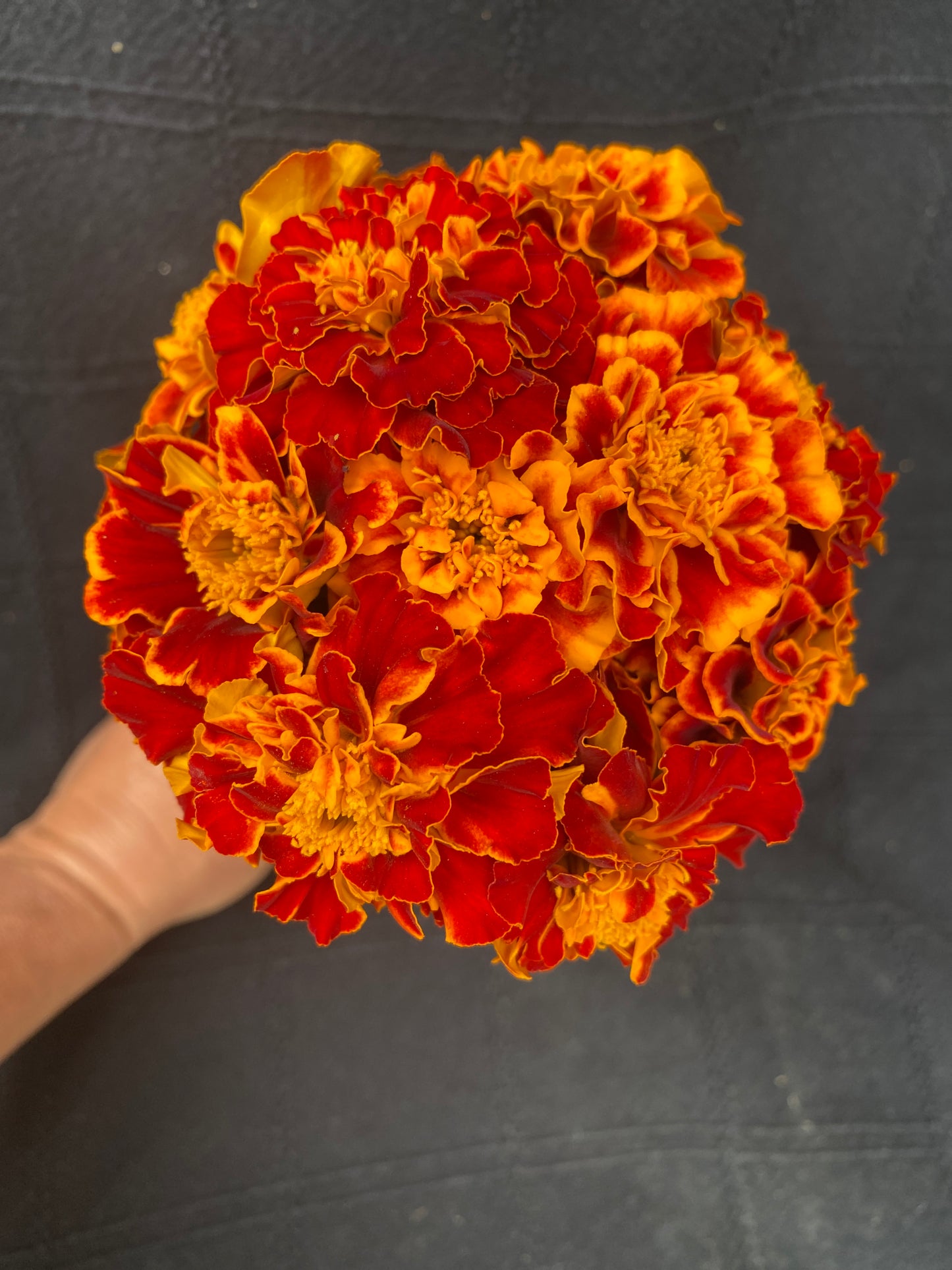 Queen Sophia Marigold