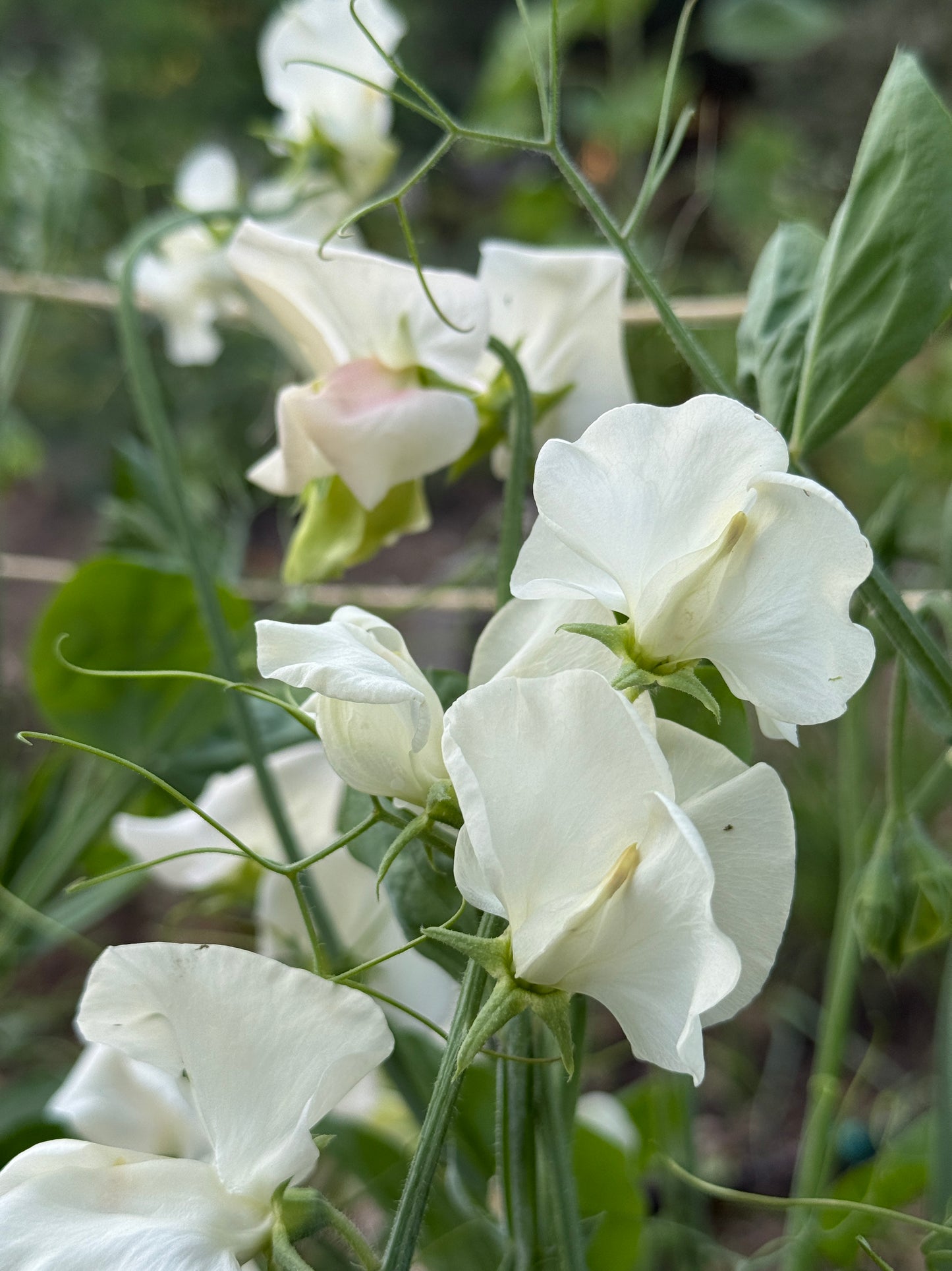 Purple and White Sweet Pea Mix