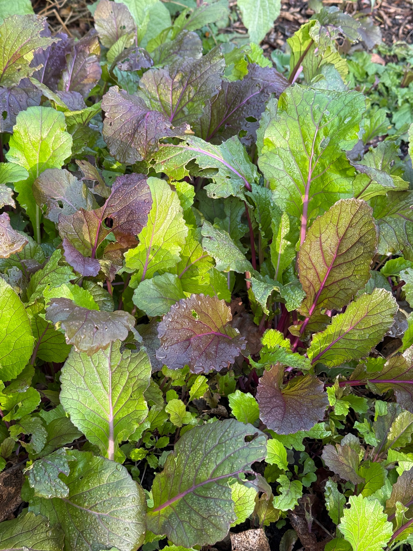 Vibrant Ultraviolet Mustard Greens