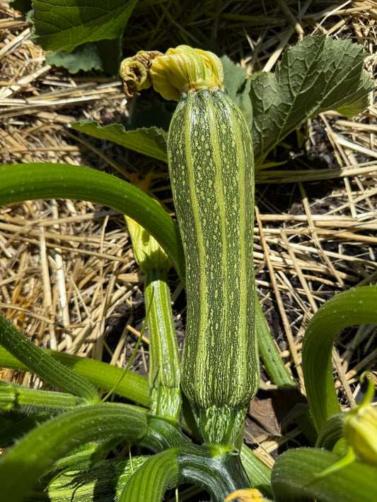 Costata Romanesco Zucchini