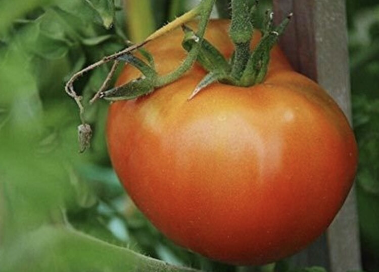 Moskvich Slicer Tomato