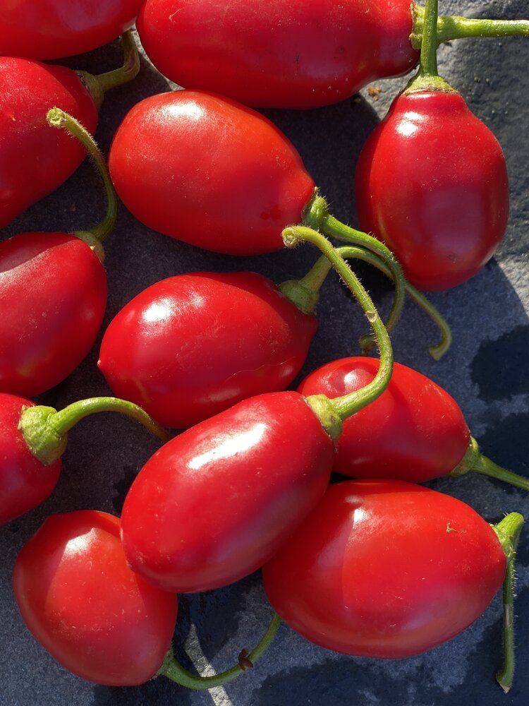 Hairy Bolivian Pepper