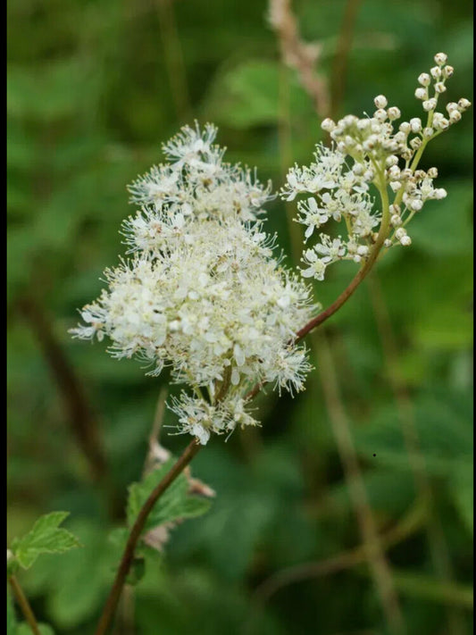 Meadowsweet