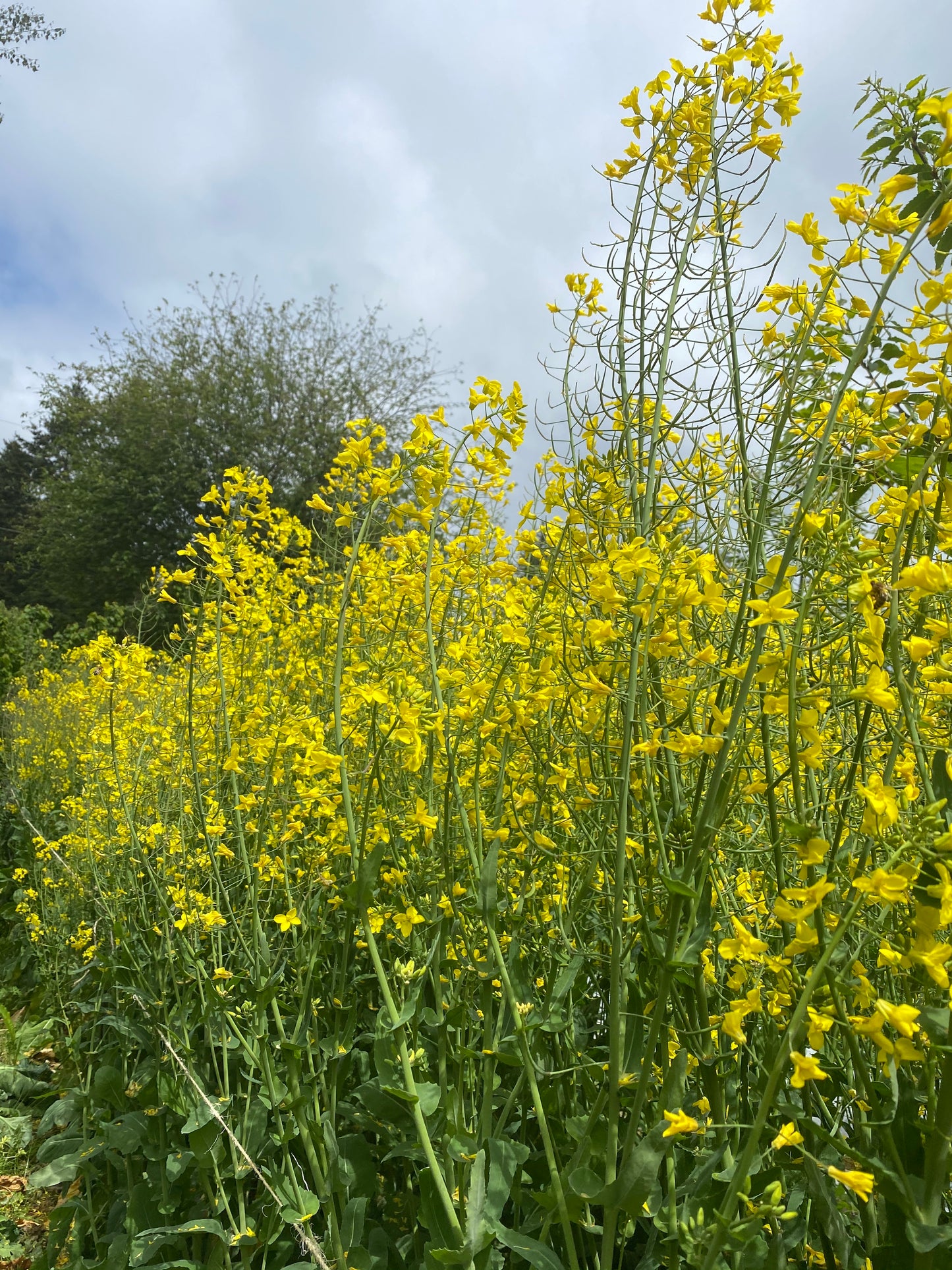Foundations of Seed Saving with Jen Williams