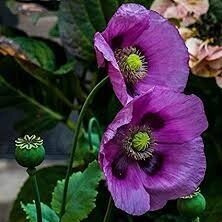 Multicolored Breadseed Poppy Mix
