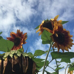 Wild Dreams Sunflower mix