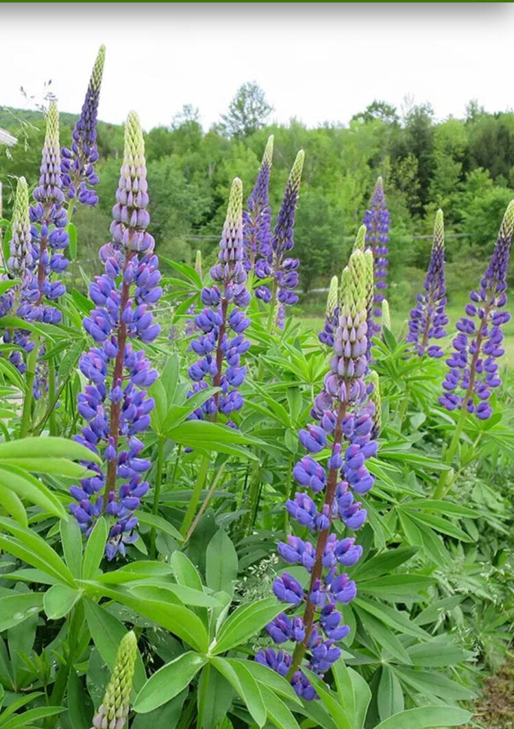 Lupine