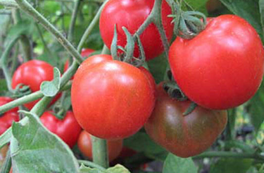 Stupice Salad Tomato