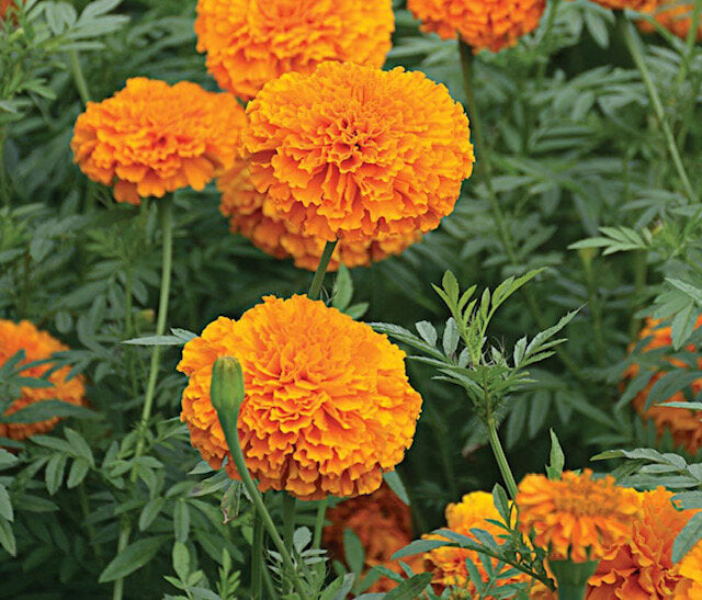 Giant Orange Marigold