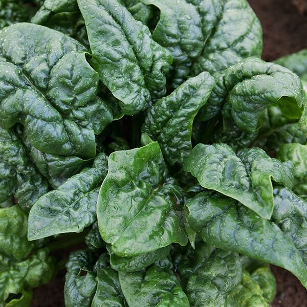 Abundant Bloomsdale Spinach