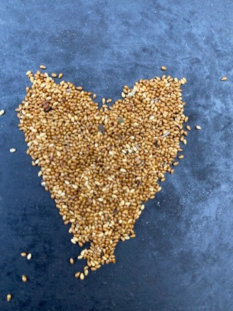 Foundations of Seed Saving with Jen Williams