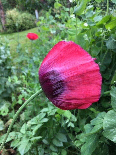 Spring Sown Pollinator Attractor Mix