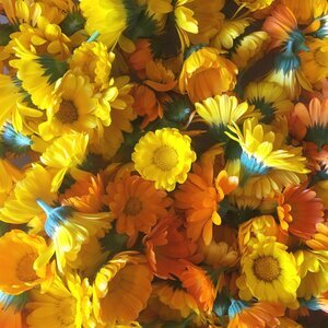 Spring Sown Pollinator Attractor Mix