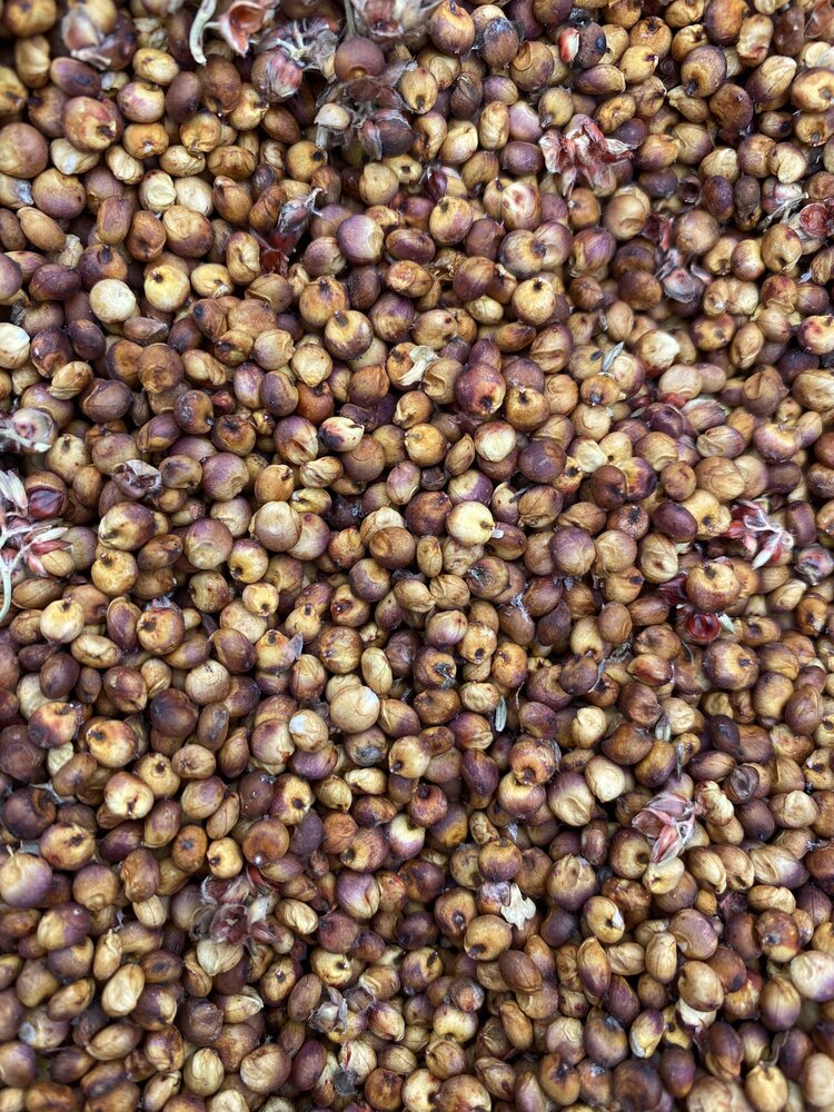 Coral Sorghum