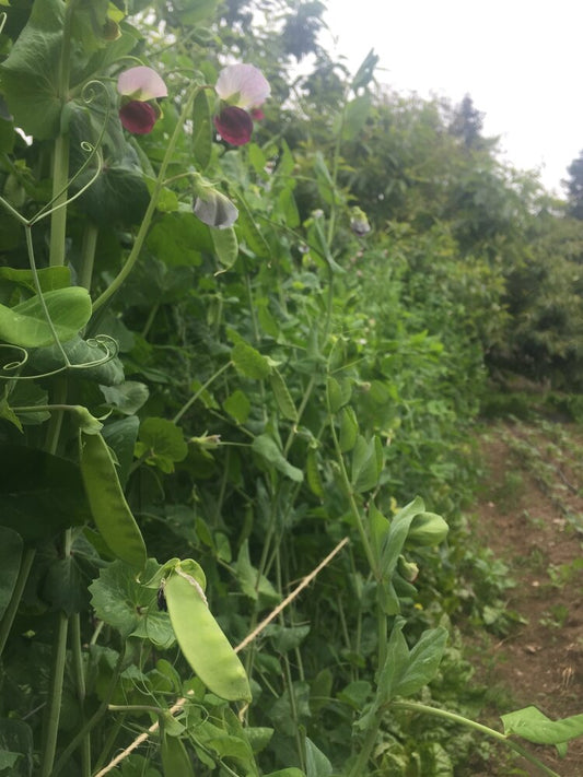 Green Beauty Snow Pea