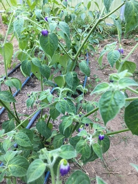 Hairy Bolivian Pepper